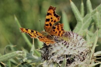 Gamma (Le), Robert-le-diable (Le), C-blanc (Le), D Polygonia c-album (Linnaeus, 1758)