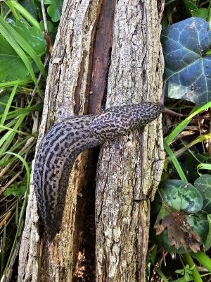 Limace léopard Limax maximus Linnaeus, 1758