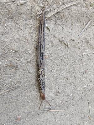 Limace léopard Limax maximus Linnaeus, 1758