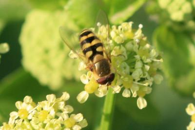  Syrphus Fabricius, 1775