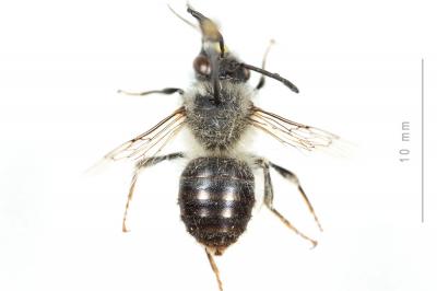 Eucère caspienne Eucera caspica Morawitz, 1873