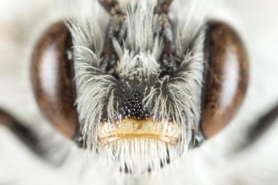 Eucère grise Eucera cineraria Eversmann, 1852