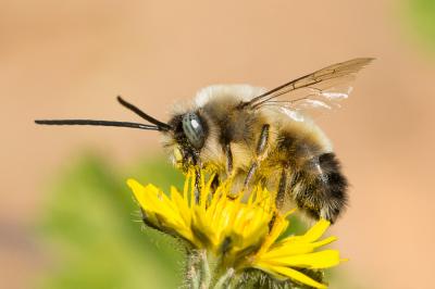 Eucère à labre noir Eucera nigrilabris Lepeletier, 1841