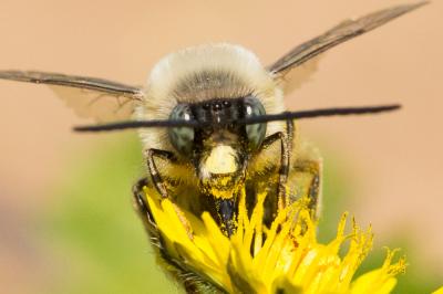 Eucère à labre noir Eucera nigrilabris Lepeletier, 1841