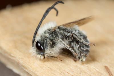 Eucère toute petite Eucera vulpes Brullé, 1832