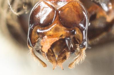 Eucère toute petite Eucera vulpes Brullé, 1832