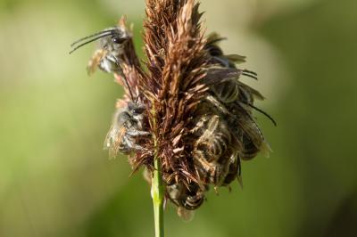 Eucère toute petite Eucera vulpes Brullé, 1832