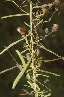 Jasonie Jasonia tuberosa (L.) DC., 1836