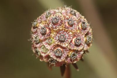 Scabieuse à trois étamines, Scabieuse de Gramont Scabiosa triandra L., 1753