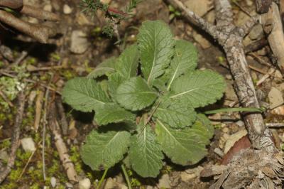 Scabieuse à trois étamines, Scabieuse de Gramont Scabiosa triandra L., 1753