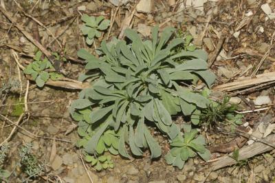 Lin campanulé Linum campanulatum L., 1753