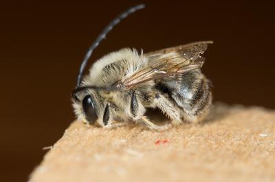  Eucera clypeata Erichson, 1835