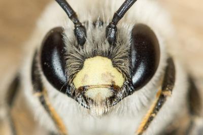  Eucera clypeata Erichson, 1835