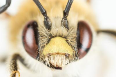  Eucera clypeata Erichson, 1835