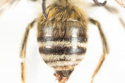  Eucera clypeata Erichson, 1835