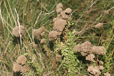 Achillée visqueuse, Herbe-au-charpentier Achillea ageratum L., 1753