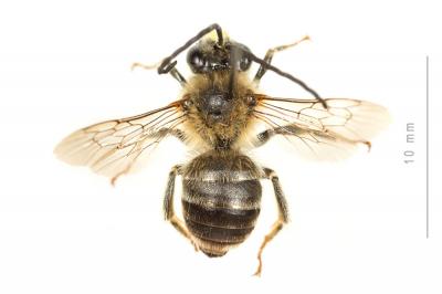 Eucère interrompue Eucera interrupta Bär, 1850