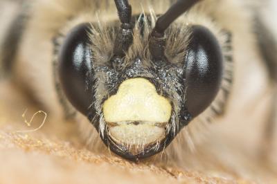 Eucère interrompue Eucera interrupta Bär, 1850