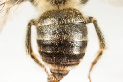 Eucère interrompue Eucera interrupta Bär, 1850