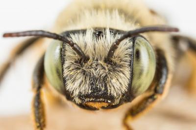 Eucère dorée Tetraloniella fulvescens (Giraud, 1863)