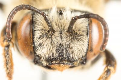 Eucère dorée Tetraloniella fulvescens (Giraud, 1863)