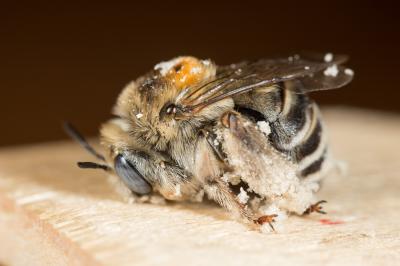 Eucère striée Tetraloniella strigata (Lepeletier, 1841)