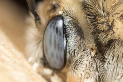 Eucère striée Tetraloniella strigata (Lepeletier, 1841)