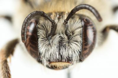 Eucère striée Tetraloniella strigata (Lepeletier, 1841)