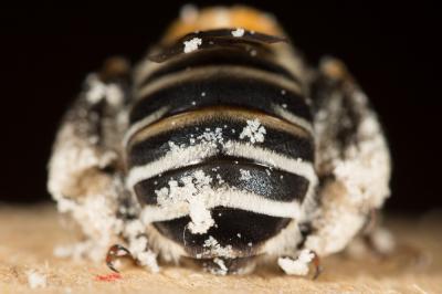 Eucère striée Tetraloniella strigata (Lepeletier, 1841)