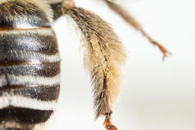 Eucère striée Tetraloniella strigata (Lepeletier, 1841)