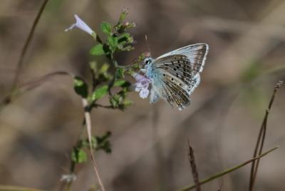 Bleu-nacré d'Espagne (Le) Lysandra hispana (Herrich-Schäffer, 1852)