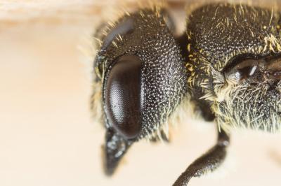  Heriades truncorum (Linnaeus, 1758)