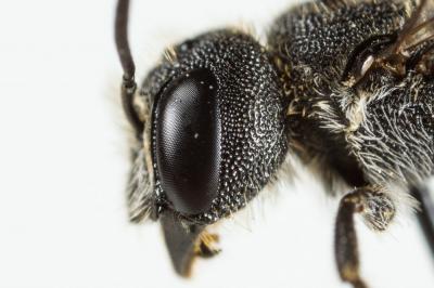  Heriades truncorum (Linnaeus, 1758)