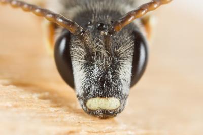  Halictus tridivisus Blüthgen, 1924