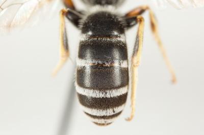  Halictus tridivisus Blüthgen, 1924