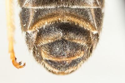  Halictus tridivisus Blüthgen, 1924