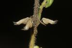 Calament acinos, Thym basilic, Clinopode des champ Clinopodium acinos (L.) Kuntze, 1891