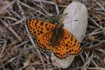 Mélitée orangée (La), Damier orangé (Le), Diane (L Melitaea didyma (Esper, 1778)