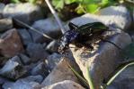 Carabe espagnol Carabus hispanus Fabricius, 1787