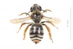  Eucera clypeata Erichson, 1835