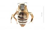 Eucère dalmate Eucera dalmatica Lepeletier, 1841