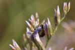  Lasioglossum malachurum (Kirby, 1802)