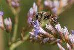  Lasioglossum malachurum (Kirby, 1802)