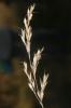 Brome lancéolé Bromus lanceolatus Roth, 1797