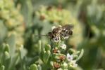  Lasioglossum malachurum (Kirby, 1802)