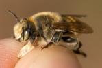  Megachile maritima (Kirby, 1802)