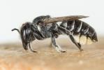  Megachile rotundata (Fabricius, 1793)