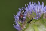  Hylaeus variegatus (Fabricius, 1798)