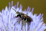  Hylaeus variegatus (Fabricius, 1798)