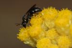  Hylaeus variegatus (Fabricius, 1798)